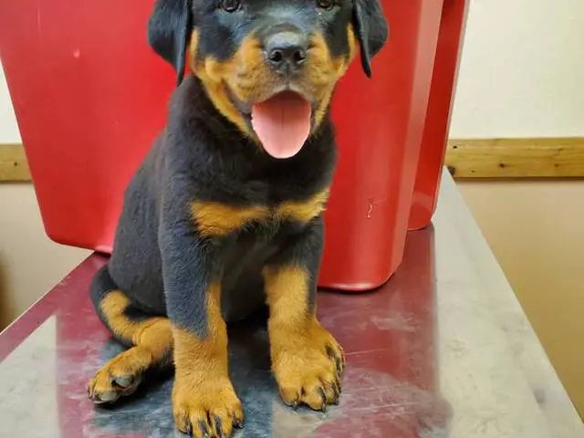 Purebred German Rottweiler puppies for sale - 4/10