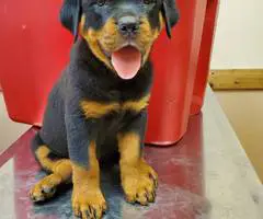 Purebred German Rottweiler puppies for sale - 4