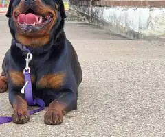 Purebred German Rottweiler puppies for sale - 5