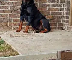 Purebred German Rottweiler puppies for sale - 6