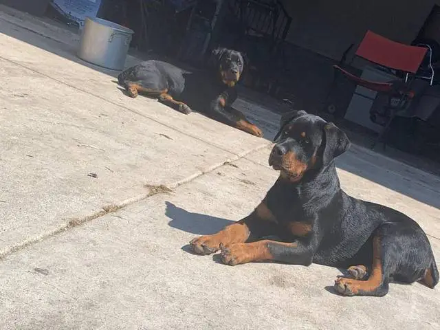 Purebred German Rottweiler puppies for sale - 7/10