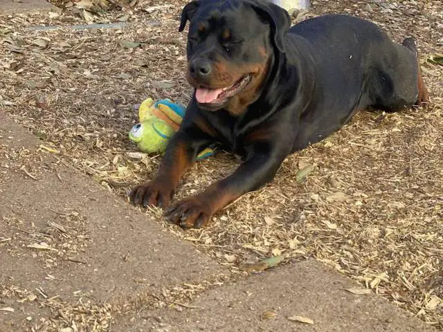 Purebred German Rottweiler puppies for sale - 8/10