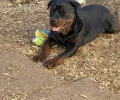 Purebred German Rottweiler puppies for sale - 8