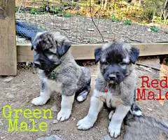 8 weeks old Anatolian Shepherd Puppies for Sale