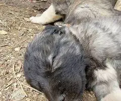 8 weeks old Anatolian Shepherd Puppies for Sale - 5