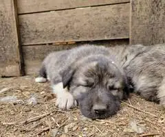 8 weeks old Anatolian Shepherd Puppies for Sale - 6