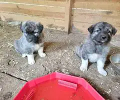 8 weeks old Anatolian Shepherd Puppies for Sale - 7
