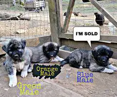 8 weeks old Anatolian Shepherd Puppies for Sale - 9
