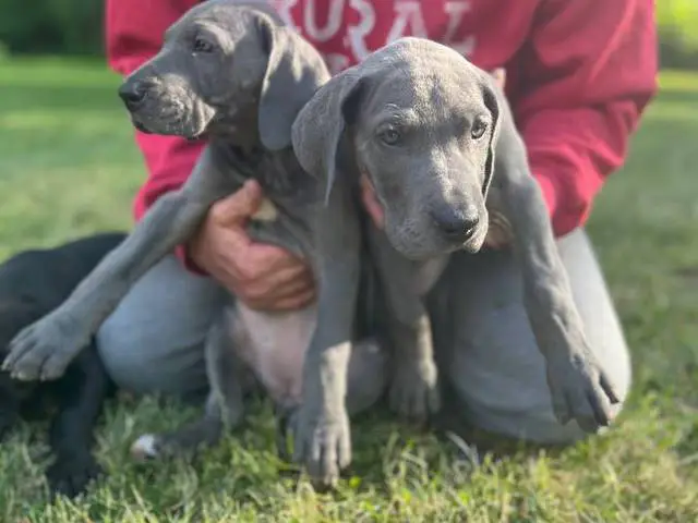 Cute Great dane puppies for sale - 1/11