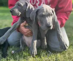 Cute Great dane puppies for sale