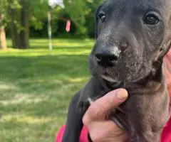 Cute Great dane puppies for sale - 2