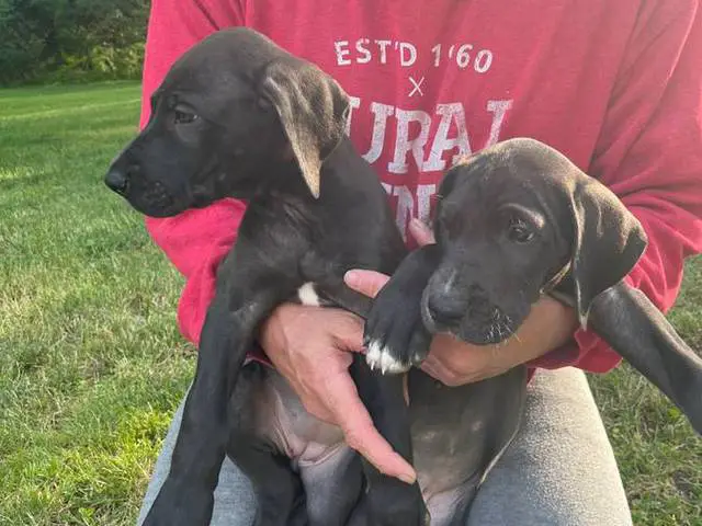 Cute Great dane puppies for sale - 3/11