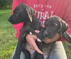 Cute Great dane puppies for sale - 3