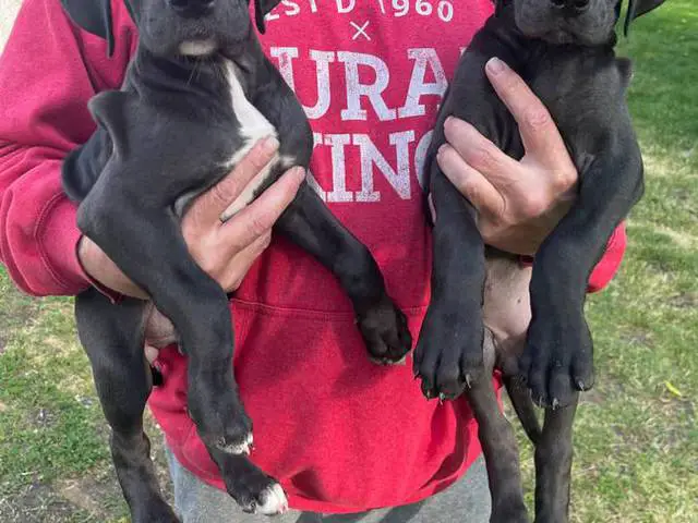 Cute Great dane puppies for sale - 4/11
