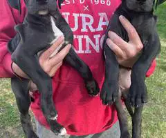 Cute Great dane puppies for sale - 4