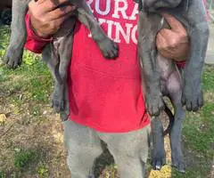 Cute Great dane puppies for sale - 6