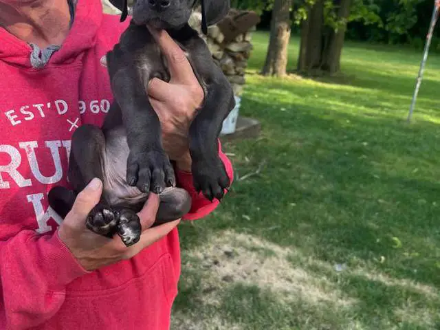 Cute Great dane puppies for sale - 7/11