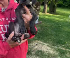 Cute Great dane puppies for sale - 7