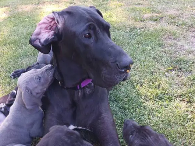 Cute Great dane puppies for sale - 8/11