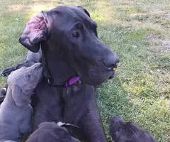 Cute Great dane puppies for sale - 8
