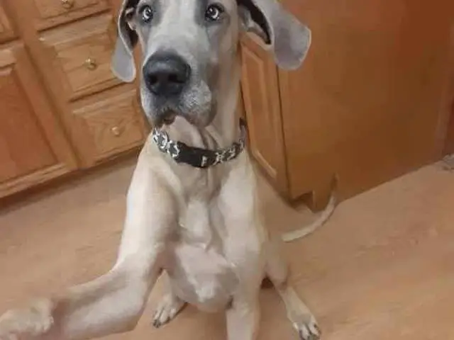 Cute Great dane puppies for sale - 10/11