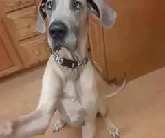 Cute Great dane puppies for sale - 10