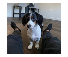 Sweet 6-Month-Old Female Dachshund Needs Loving Home - 2