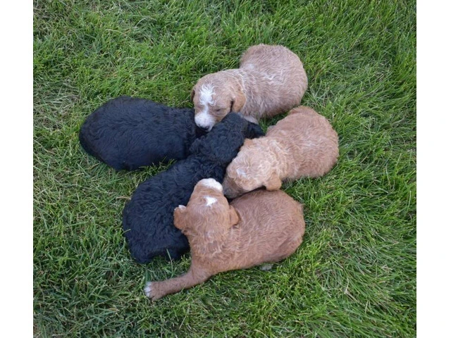 5 Apricot/Red Standard Poodles for Sale - 1/6