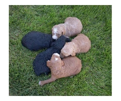5 Apricot/Red Standard Poodles for Sale - 1