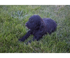 5 Apricot/Red Standard Poodles for Sale - 2