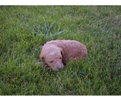5 Apricot/Red Standard Poodles for Sale - 3