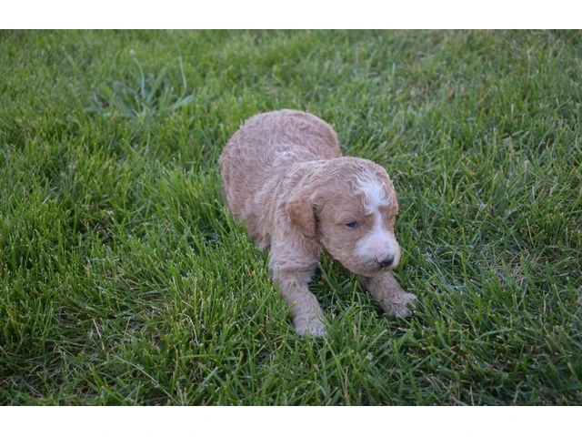 5 Apricot/Red Standard Poodles for Sale - 4/6