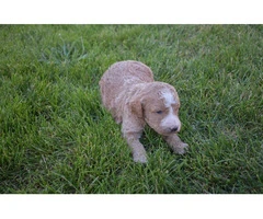 5 Apricot/Red Standard Poodles for Sale - 4