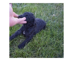 5 Apricot/Red Standard Poodles for Sale - 5