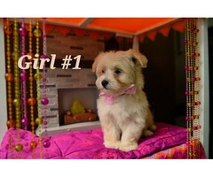 Playful and Healthy F2 Maltipoo Puppies Ready for a Loving Home