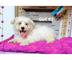 Playful and Healthy F2 Maltipoo Puppies Ready for a Loving Home - 2