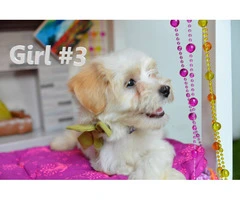 Playful and Healthy F2 Maltipoo Puppies Ready for a Loving Home - 3