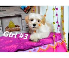 Playful and Healthy F2 Maltipoo Puppies Ready for a Loving Home - 4