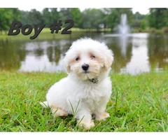 Playful and Healthy F2 Maltipoo Puppies Ready for a Loving Home - 6