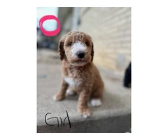 Beautiful Bernedoodle Puppies for Sale: Hypoallergenic, Intelligent, and Non-Shedding