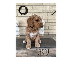 Beautiful Bernedoodle Puppies for Sale: Hypoallergenic, Intelligent, and Non-Shedding - 2
