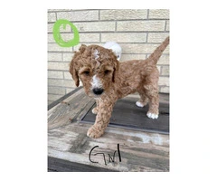Beautiful Bernedoodle Puppies for Sale: Hypoallergenic, Intelligent, and Non-Shedding - 3