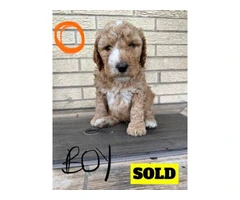 Beautiful Bernedoodle Puppies for Sale: Hypoallergenic, Intelligent, and Non-Shedding - 4
