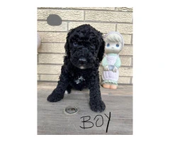 Beautiful Bernedoodle Puppies for Sale: Hypoallergenic, Intelligent, and Non-Shedding - 5