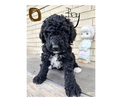Beautiful Bernedoodle Puppies for Sale: Hypoallergenic, Intelligent, and Non-Shedding - 6