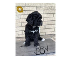 Beautiful Bernedoodle Puppies for Sale: Hypoallergenic, Intelligent, and Non-Shedding - 7