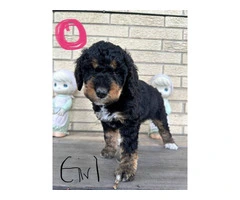 Beautiful Bernedoodle Puppies for Sale: Hypoallergenic, Intelligent, and Non-Shedding - 8