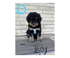 Beautiful Bernedoodle Puppies for Sale: Hypoallergenic, Intelligent, and Non-Shedding - 9