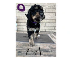 Beautiful Bernedoodle Puppies for Sale: Hypoallergenic, Intelligent, and Non-Shedding - 10