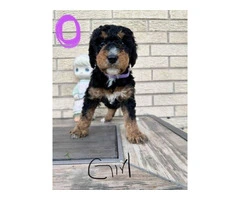 Beautiful Bernedoodle Puppies for Sale: Hypoallergenic, Intelligent, and Non-Shedding - 11